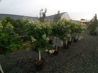 Greenhouse